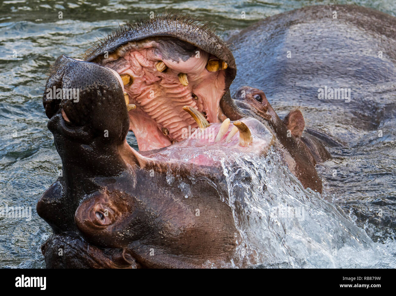 Combattimenti ippopotami / ippopotami (Hippopotamus amphibius) nel lago che mostra denti enormi e grandi zanne canino in ampia bocca aperta Foto Stock