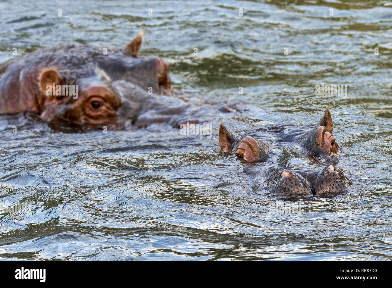 Coppia di ippopotami / ippopotami (Hippopotamus amphibius) maschio ippona avvicinamento ippopotamo femmina per accoppiamento a lago Foto Stock