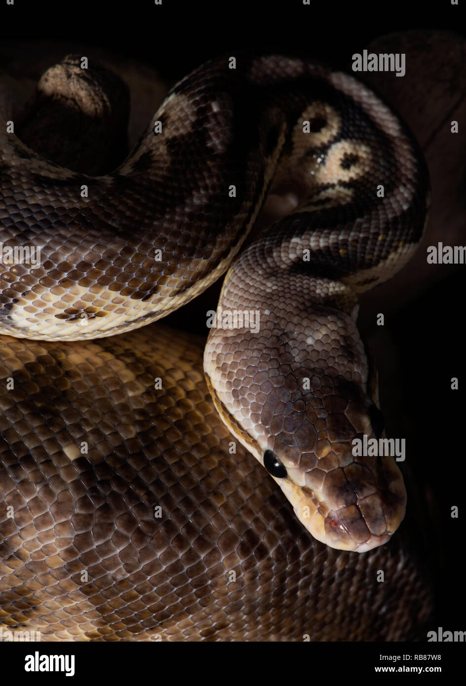 rettile, morfo, esotico, serpente, animale domestico, fauna, natura, pelle, serpenti, sfondo, pitone, adulto, scale, primo piano, ballpython, serpente occhio, serpen Foto Stock