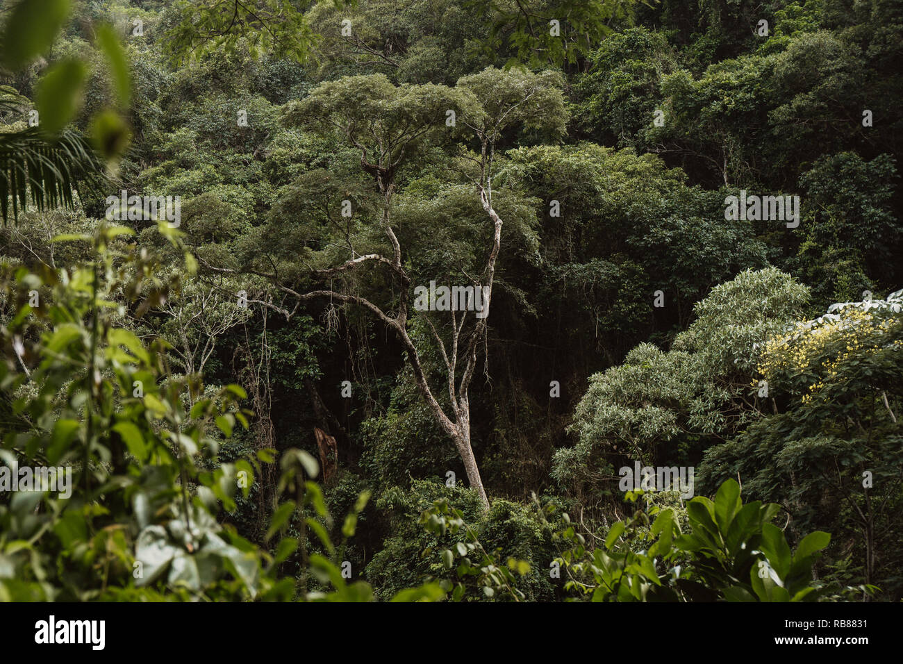 Foto di alberi nella foresta pluviale atlantica nel Parco Nazionale della Tijuca di Rio de Janeiro, Brasile Foto Stock