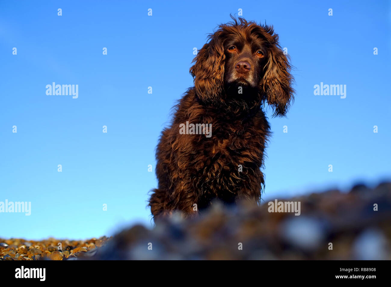 Brown lavora cocker spaniel cane su una spiaggia di ciottoli. Foto Stock