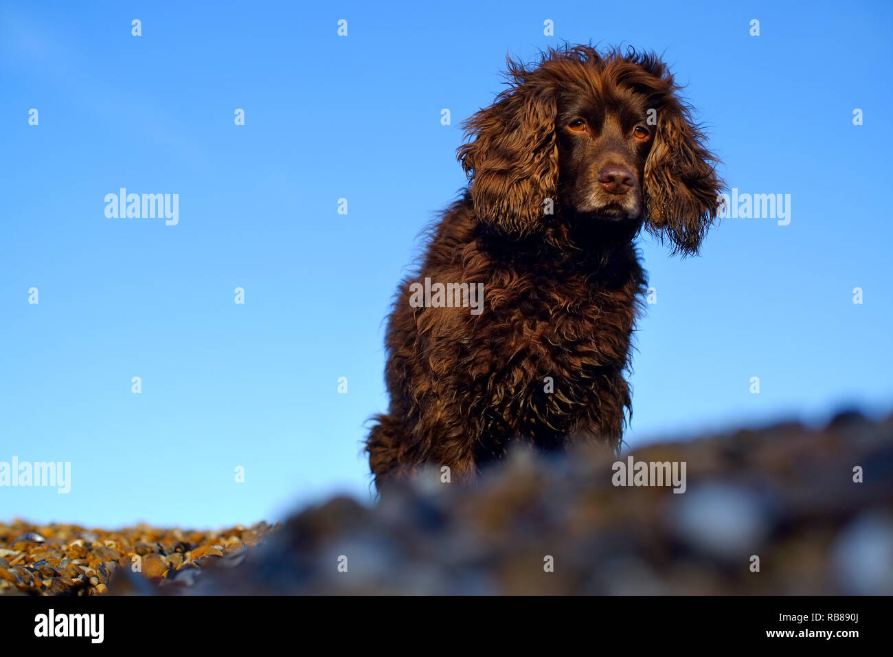 Brown lavora cocker spaniel cane su una spiaggia di ciottoli. Foto Stock