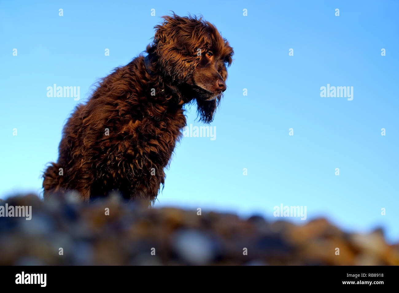 Brown lavora cocker spaniel cane su una spiaggia di ciottoli. Foto Stock