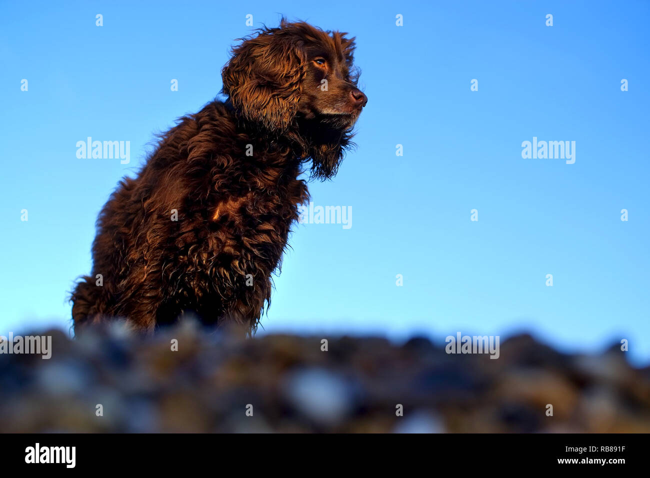 Brown lavora cocker spaniel cane su una spiaggia di ciottoli. Foto Stock