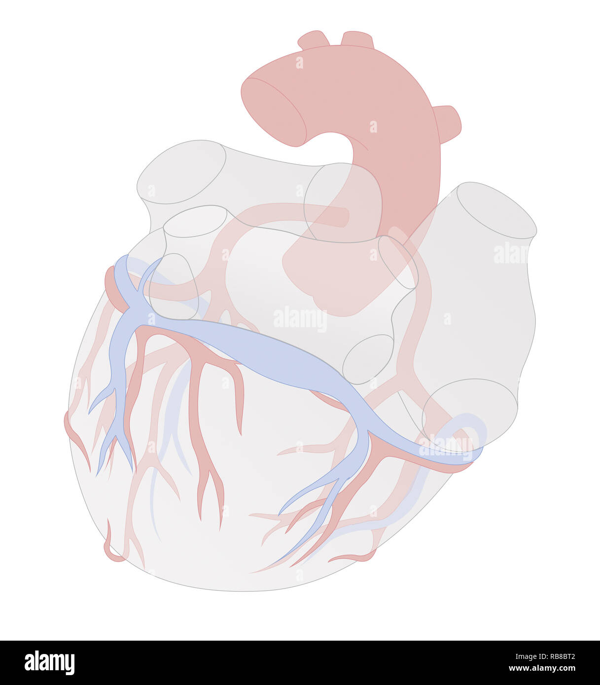 Cuore, illustrazione Foto Stock
