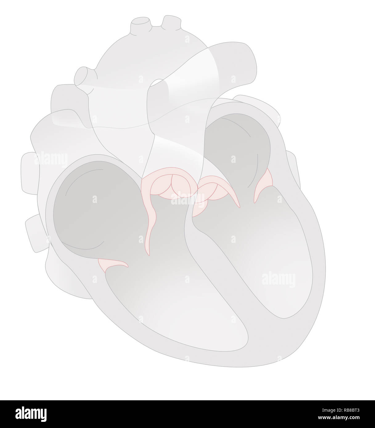 Cuore, illustrazione Foto Stock