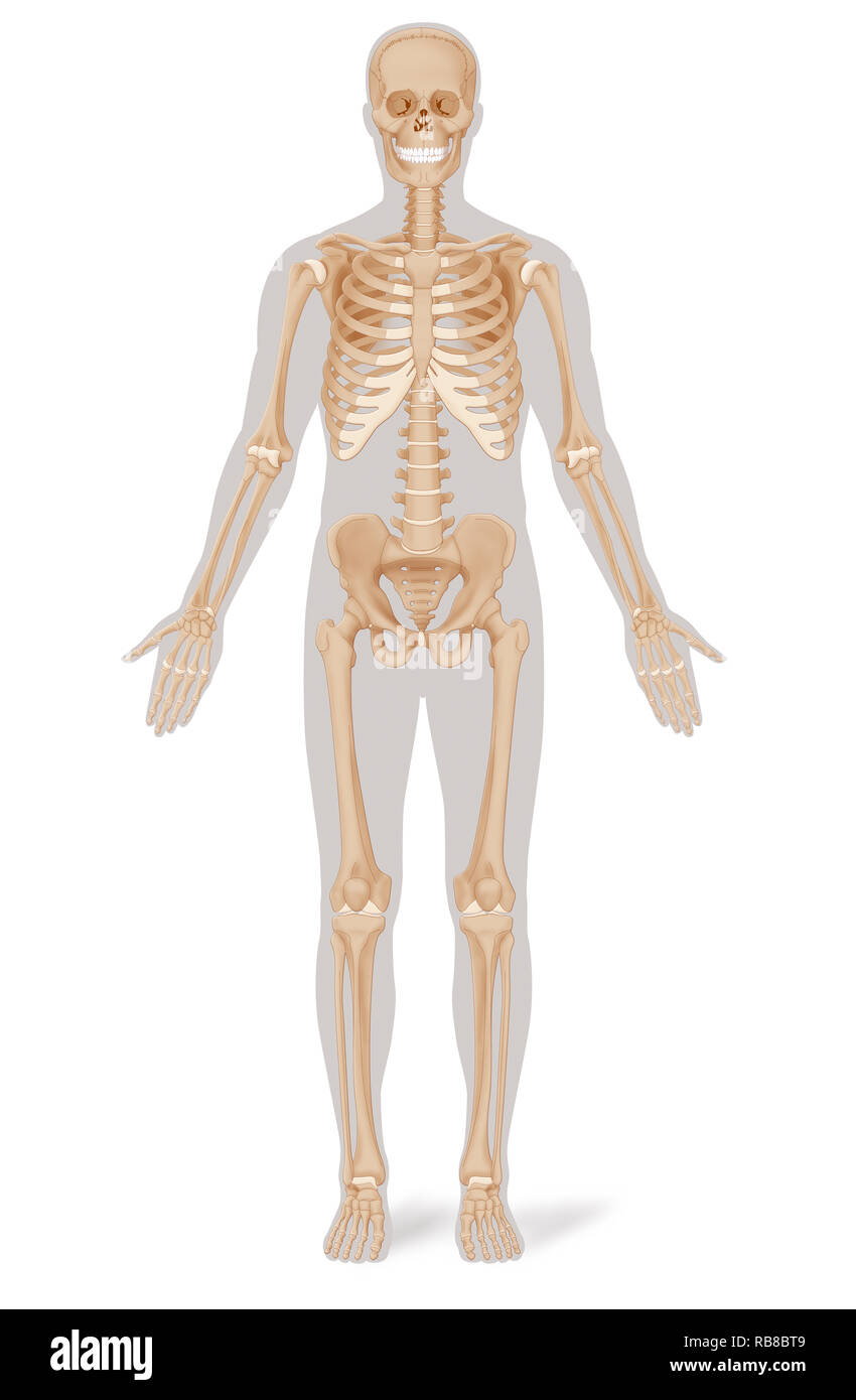 Lo scheletro, illustrazione Foto Stock
