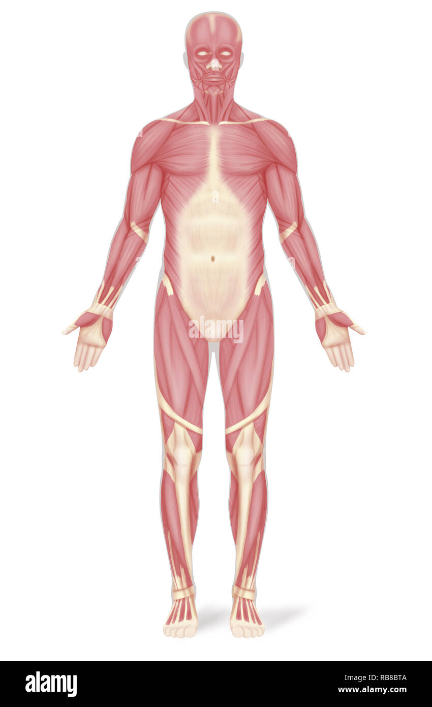 Illustrazione del muscolo Foto Stock