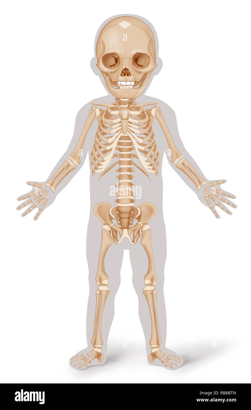 Lo scheletro, illustrazione Foto Stock