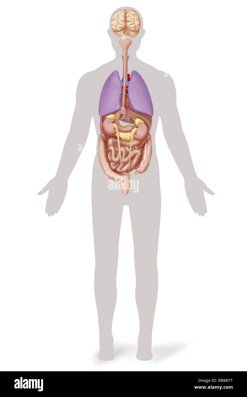 ANATOMIA Foto Stock