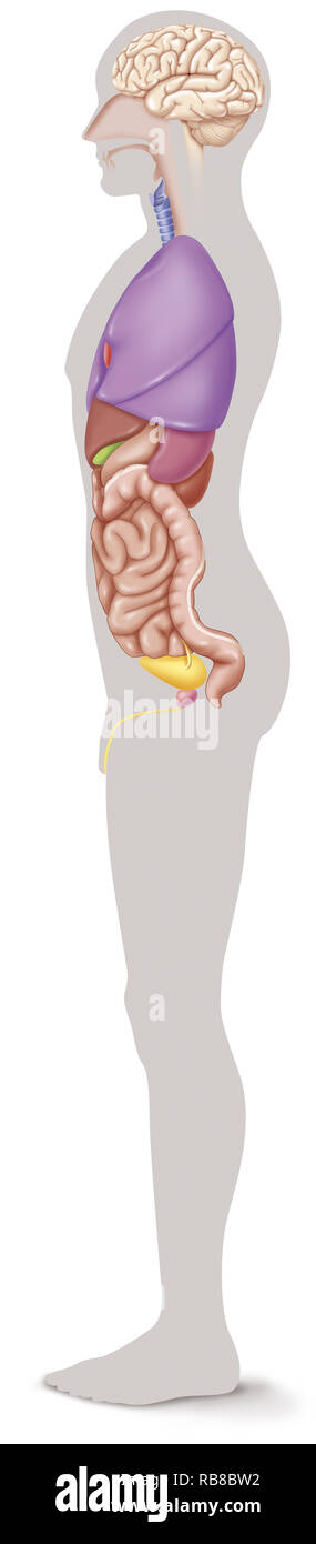 ANATOMIA Foto Stock