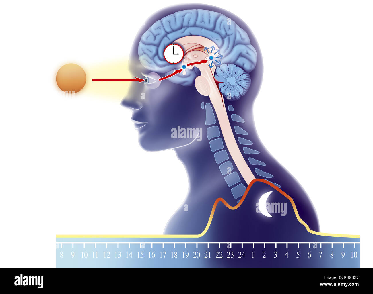 Ritmo CIRCADIANO Foto Stock Ritmo CIRCADIANO Foto Stock