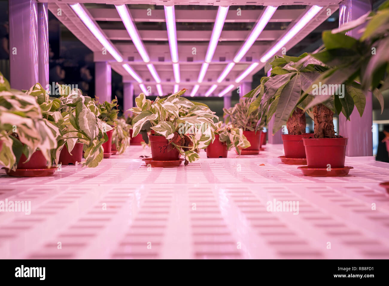 Organici diavoli hydroponic ivy crescere con luce a LED Indoor farm,l'agricoltura Technology Foto Stock