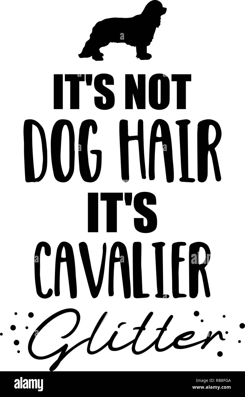 Non si tratta di capelli del cane, è il Cavalier King Charles glitter slogan Foto Stock