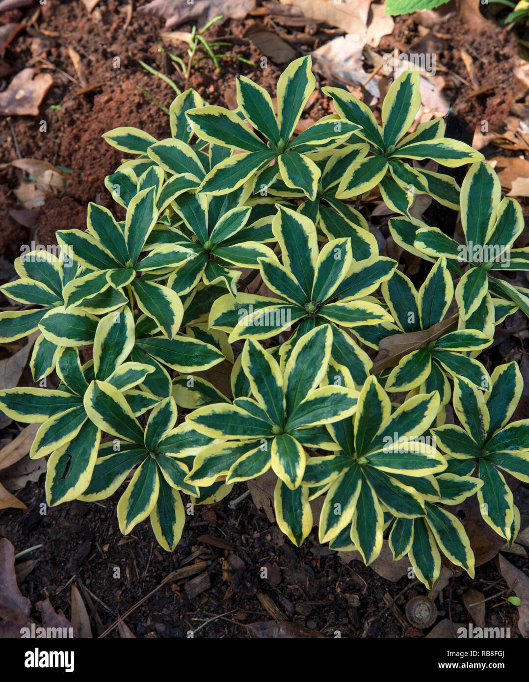 Daphne odora MAEJIMA Foto Stock