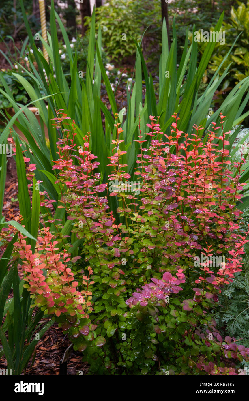 Berberis thunbergii "Orange Rocket' , Crespino Foto Stock