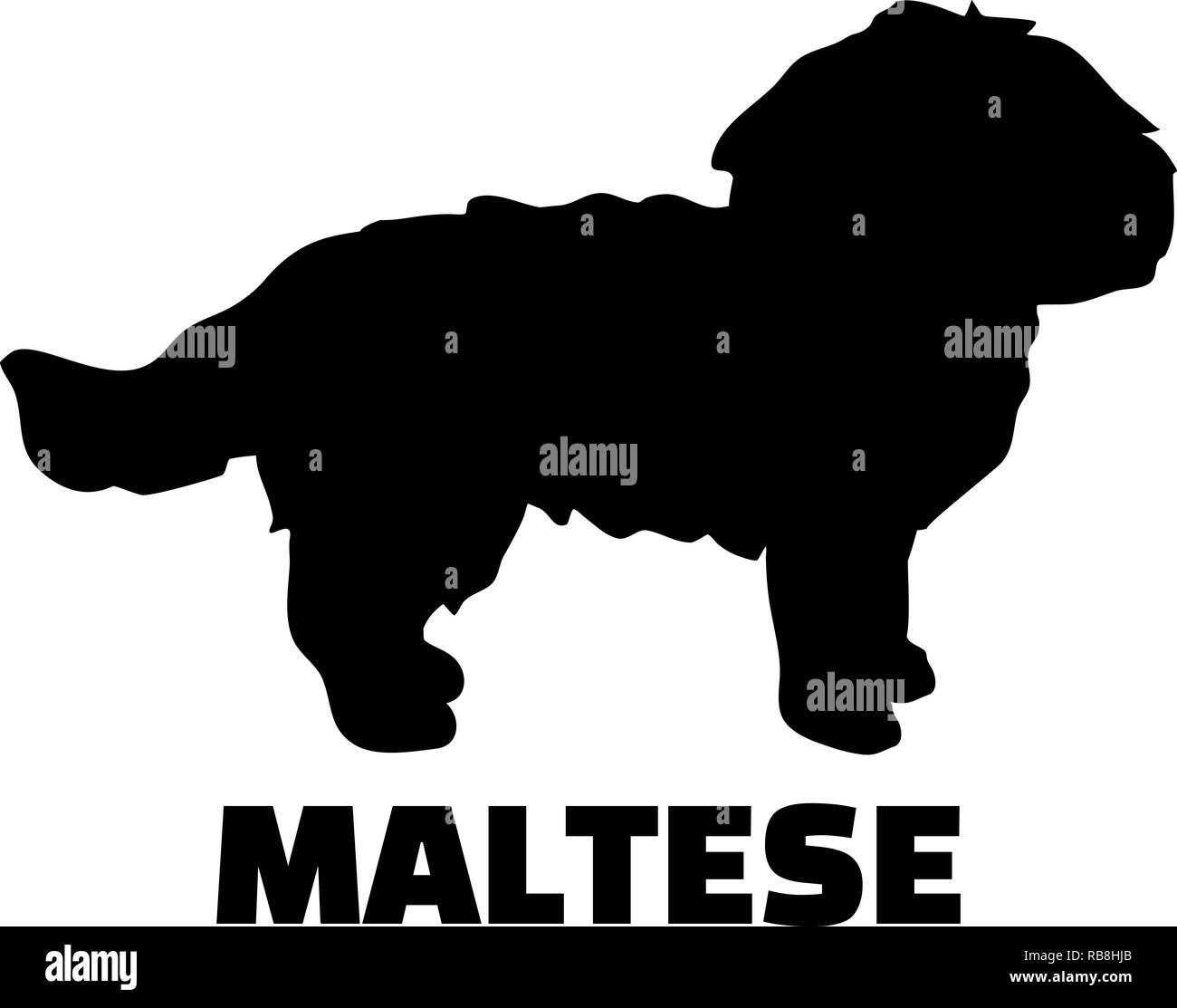 Silhouette di maltese in bianco e nero Foto Stock