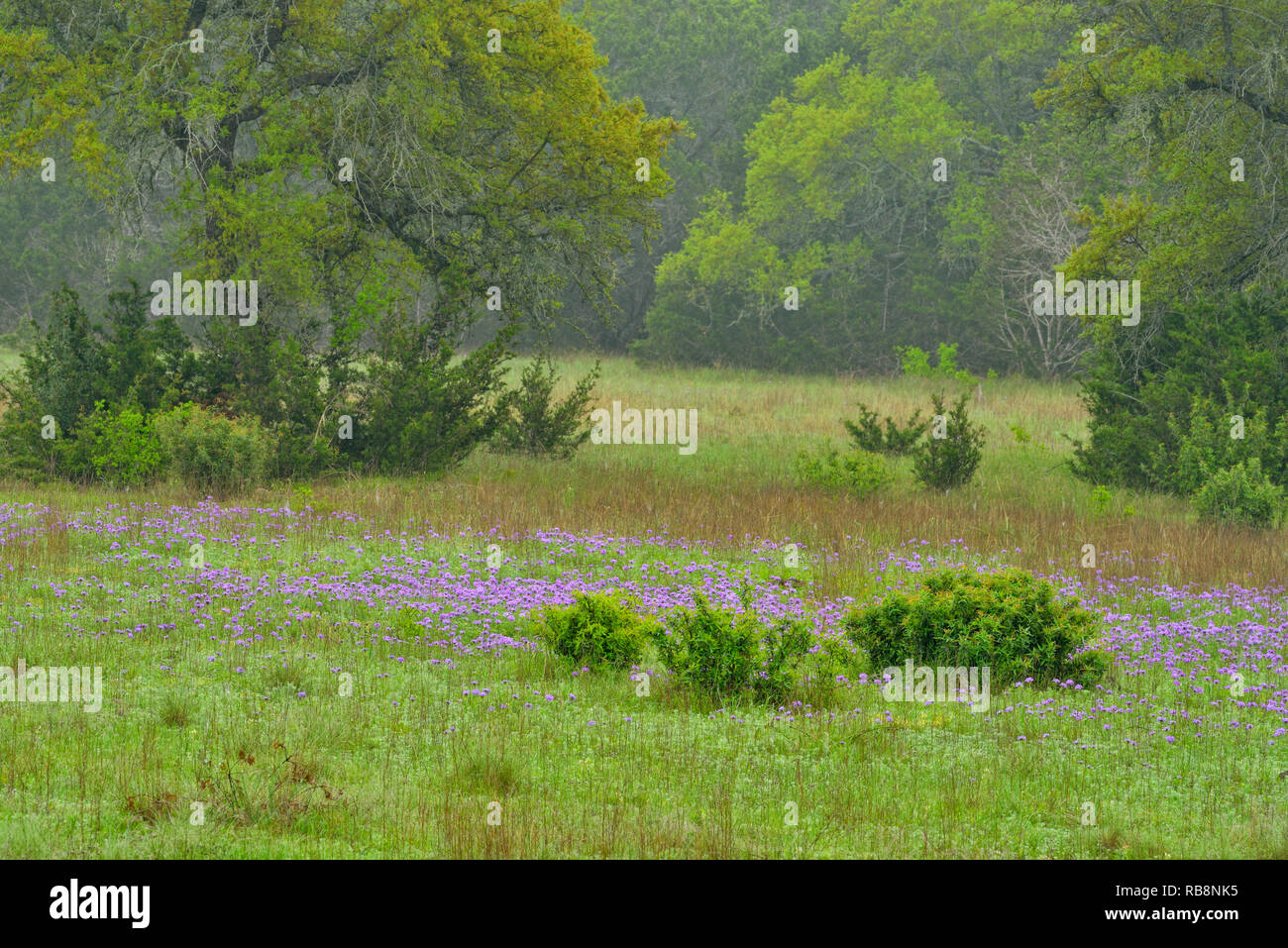 Prairie verbena, Blanco County, Texas, Stati Uniti d'America Foto Stock