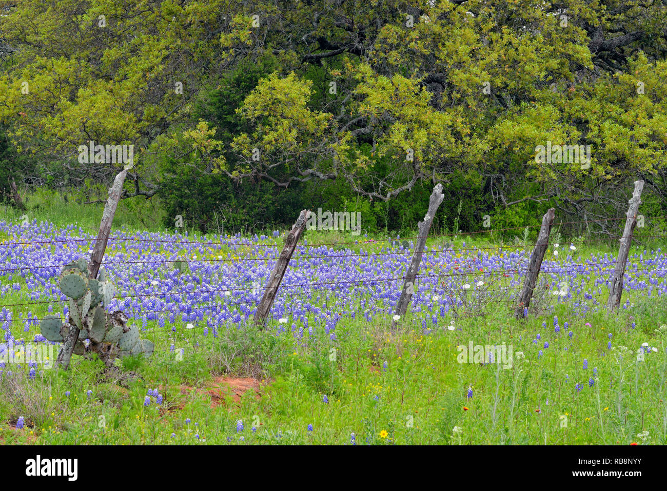 Texas bluebonnets vicino a un paese la recinzione, Gillespie County, Texas, Stati Uniti d'America Foto Stock