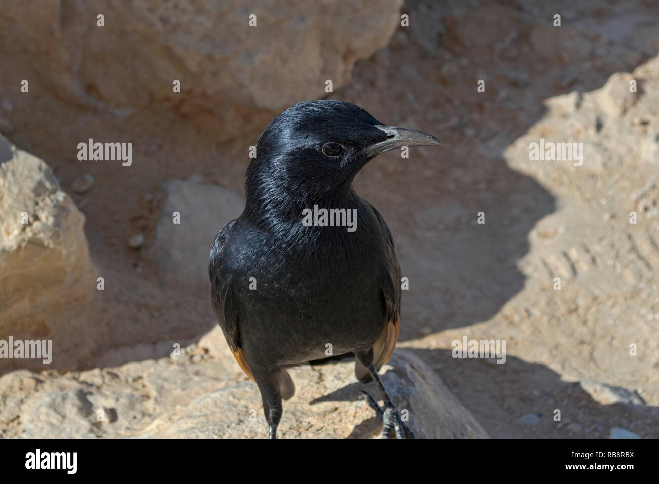 Primo piano di un maschio di tristram's starling su una sabbia sfocata sfondo beige a masada in Israele Foto Stock