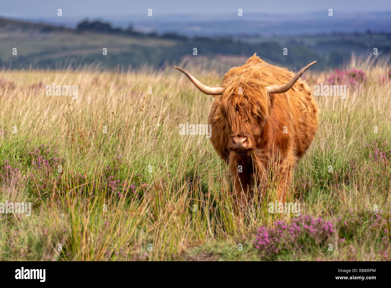 Highland mucca in Dartmoor Devon, Regno Unito Foto Stock