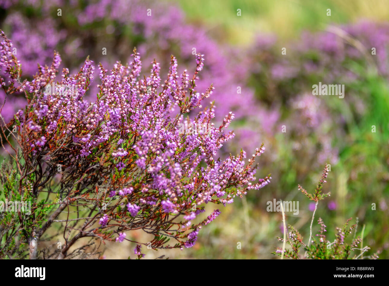 Close up di rosa selvatica heather fiori, Dartmoor, REGNO UNITO Foto Stock