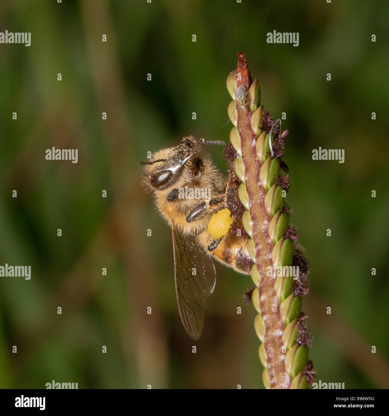 Il miele delle api è seduta su una pianta guardando la telecamera con un bellissimo sfondo verde Foto Stock