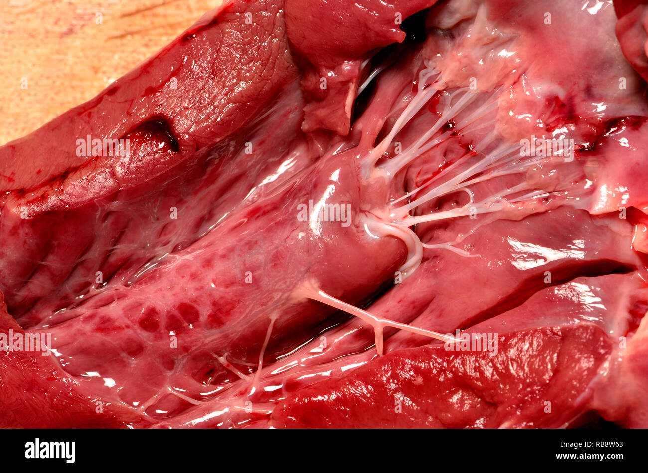 Agnello il cuore ha acquistato da un supermercato. Interno mostra 'heartstrings' (i tendini) Foto Stock