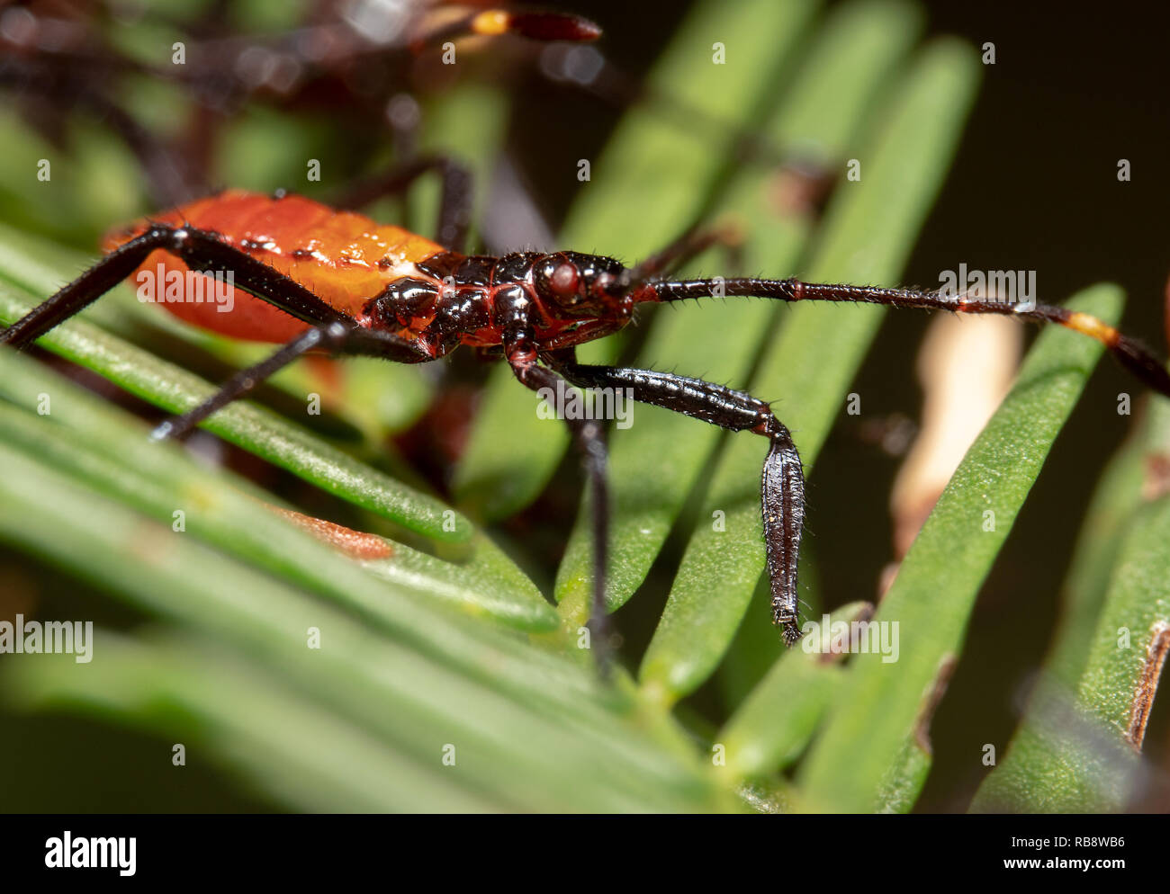 Arancione e nero assassino Milkweed Bug rivolto verso destra, seduto su un impianto con la sua antenna fino Foto Stock