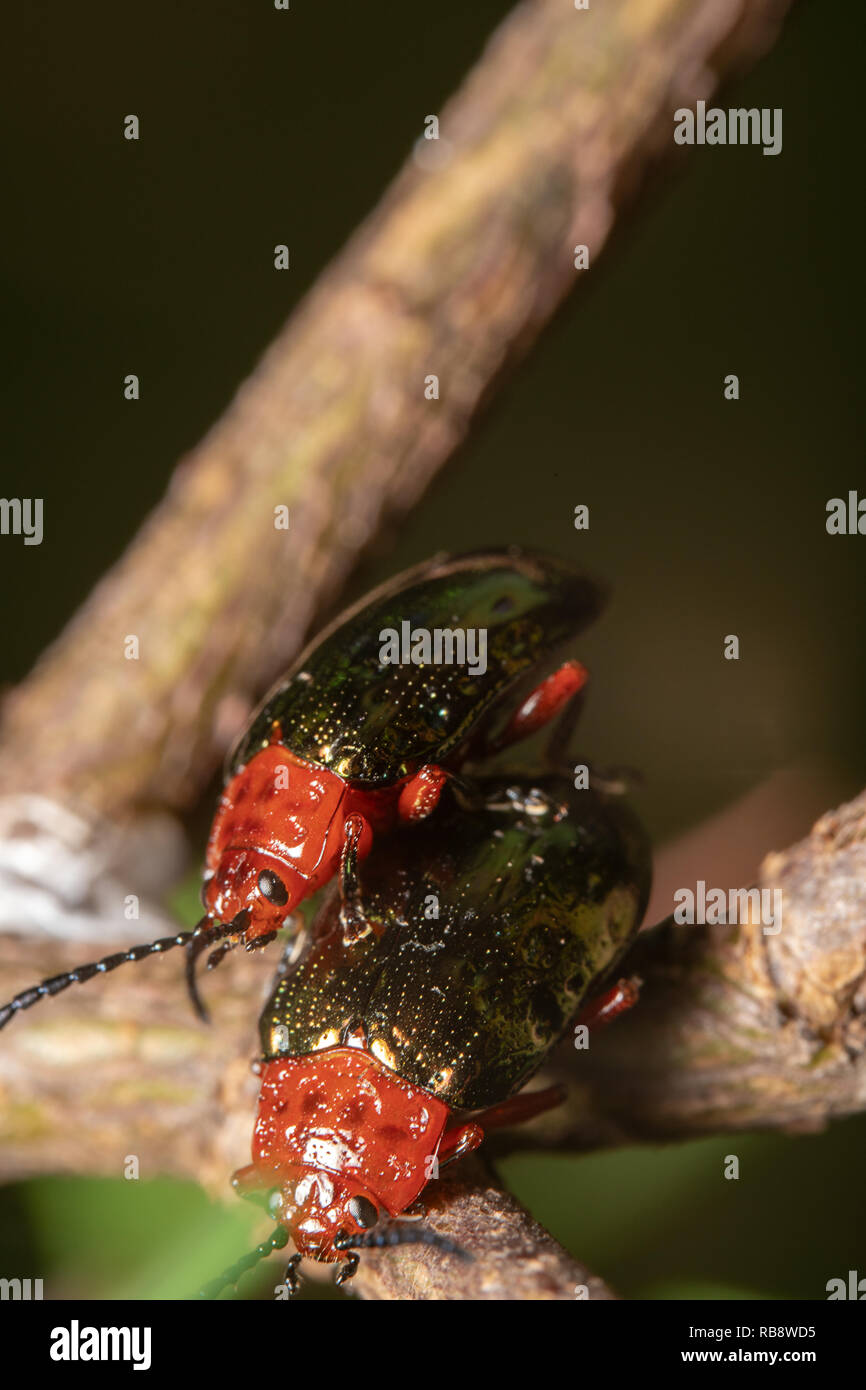 Arancione/Rosso Blu a collo stretto Leaf coleotteri coniugata su un ramo di una pianta. Leaf beetle Hitchin A Ride Foto Stock