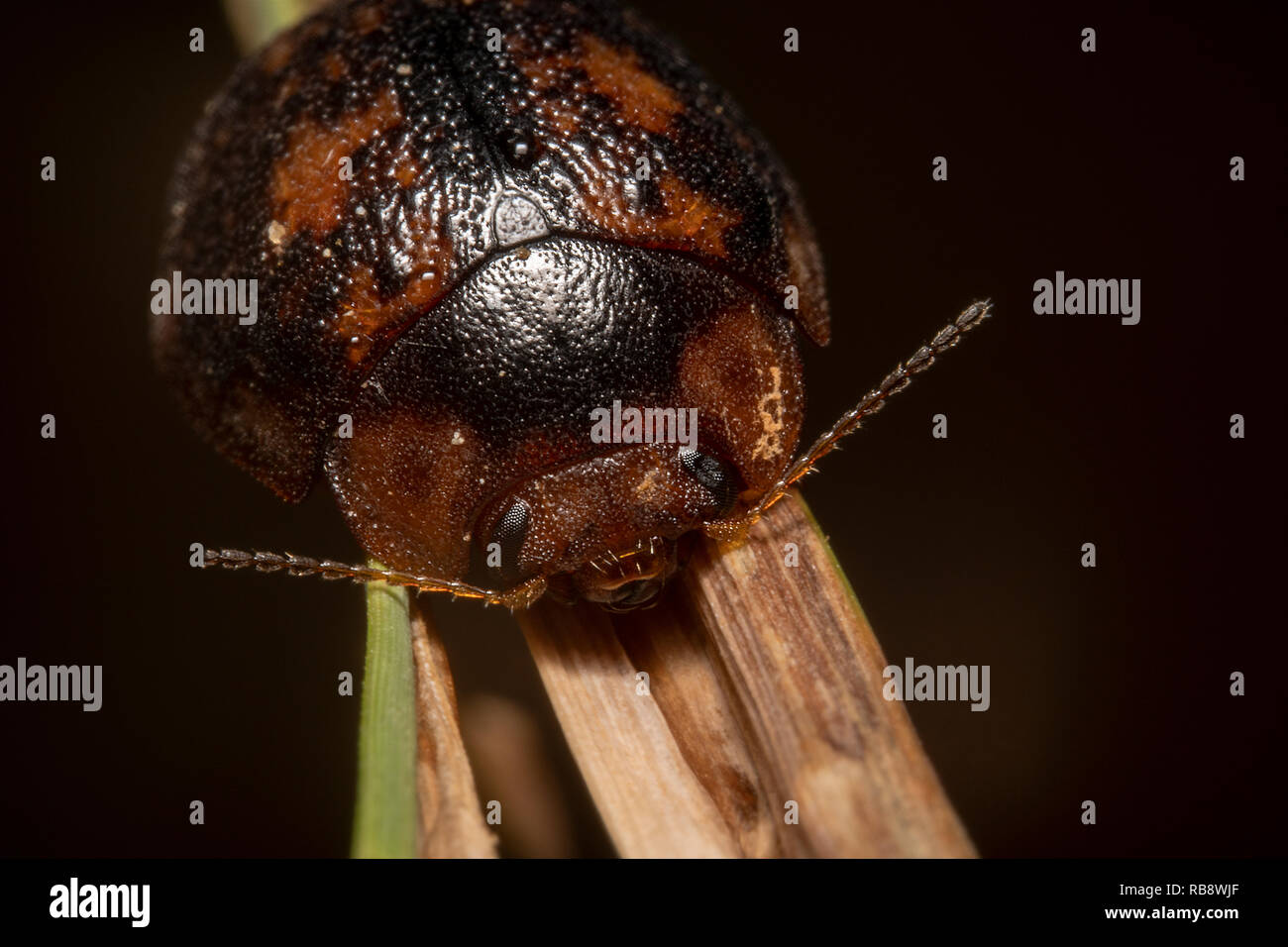 Dado di gomma Leaf Beetle seduto su un ramo, vista frontale con verde e Sfondo nero Foto Stock