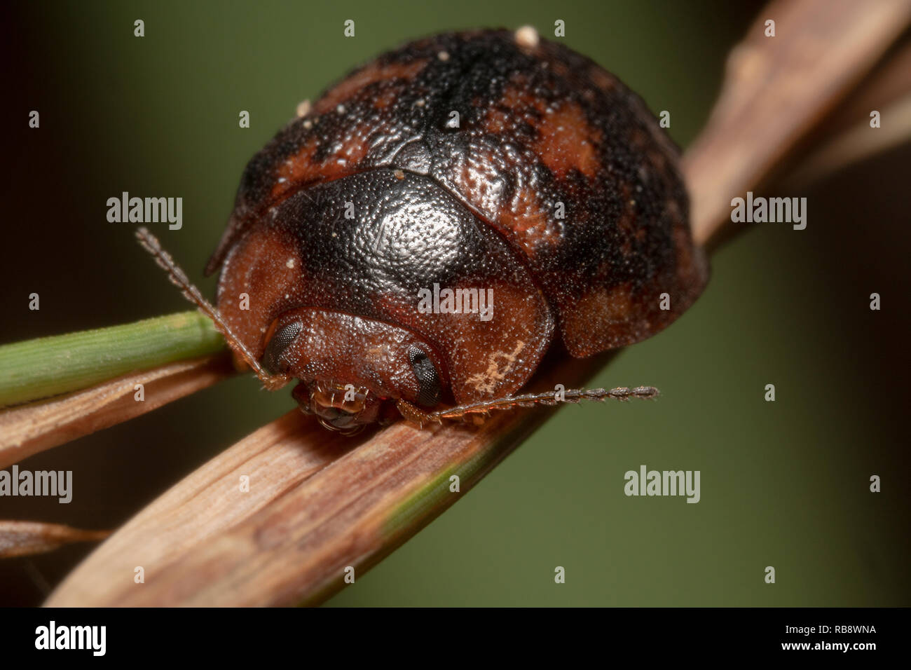 Dado di gomma Leaf Beetle seduto su un ramo, vista laterale con verde e Sfondo nero Foto Stock