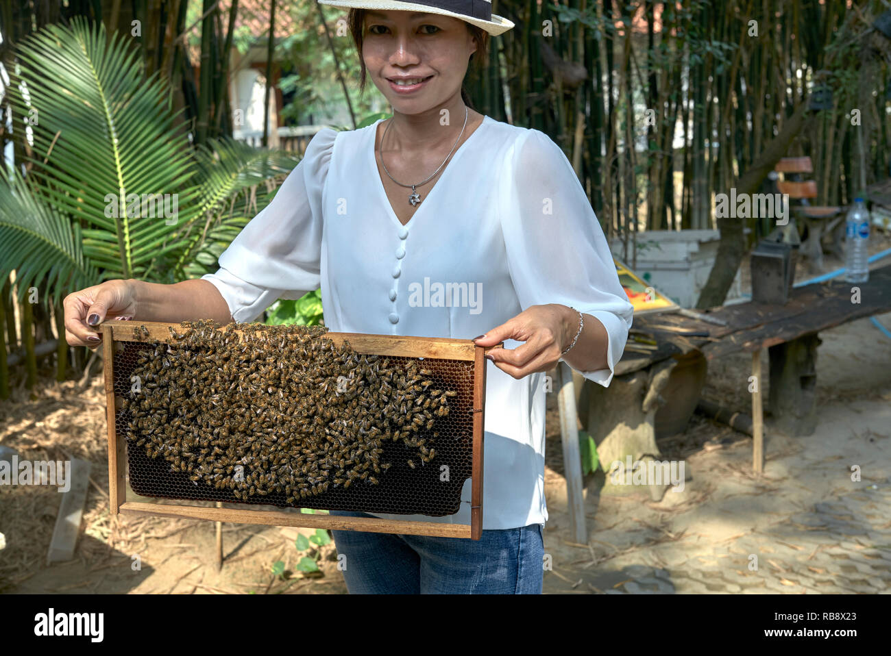 Le api. Donna che mantiene un telaio con una colonia orientale di api mellifere, Apis cerana, in corrispondenza di una Thailandia Fattoria api, sud-est asiatico Foto Stock