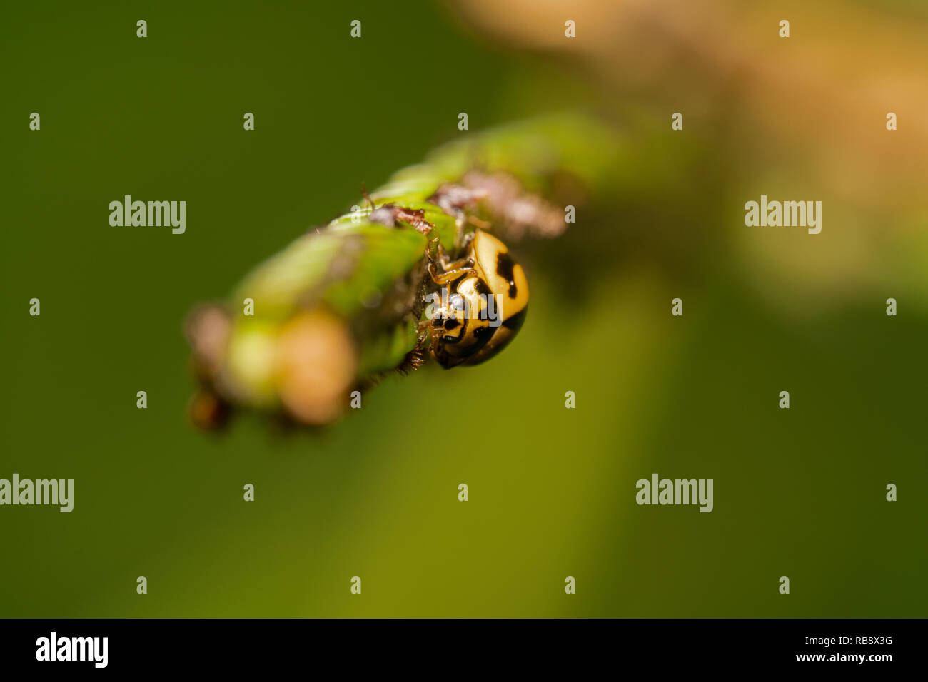 Giallo e nero posto lady bug fino a piedi guardando la telecamera con sfondo verde Foto Stock