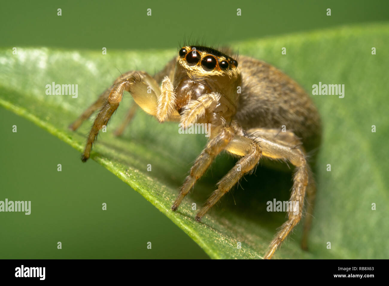Giardino Jumping Spider - Opisthoncus parcedentatus su una foglia verde guardando la telecamera Foto Stock