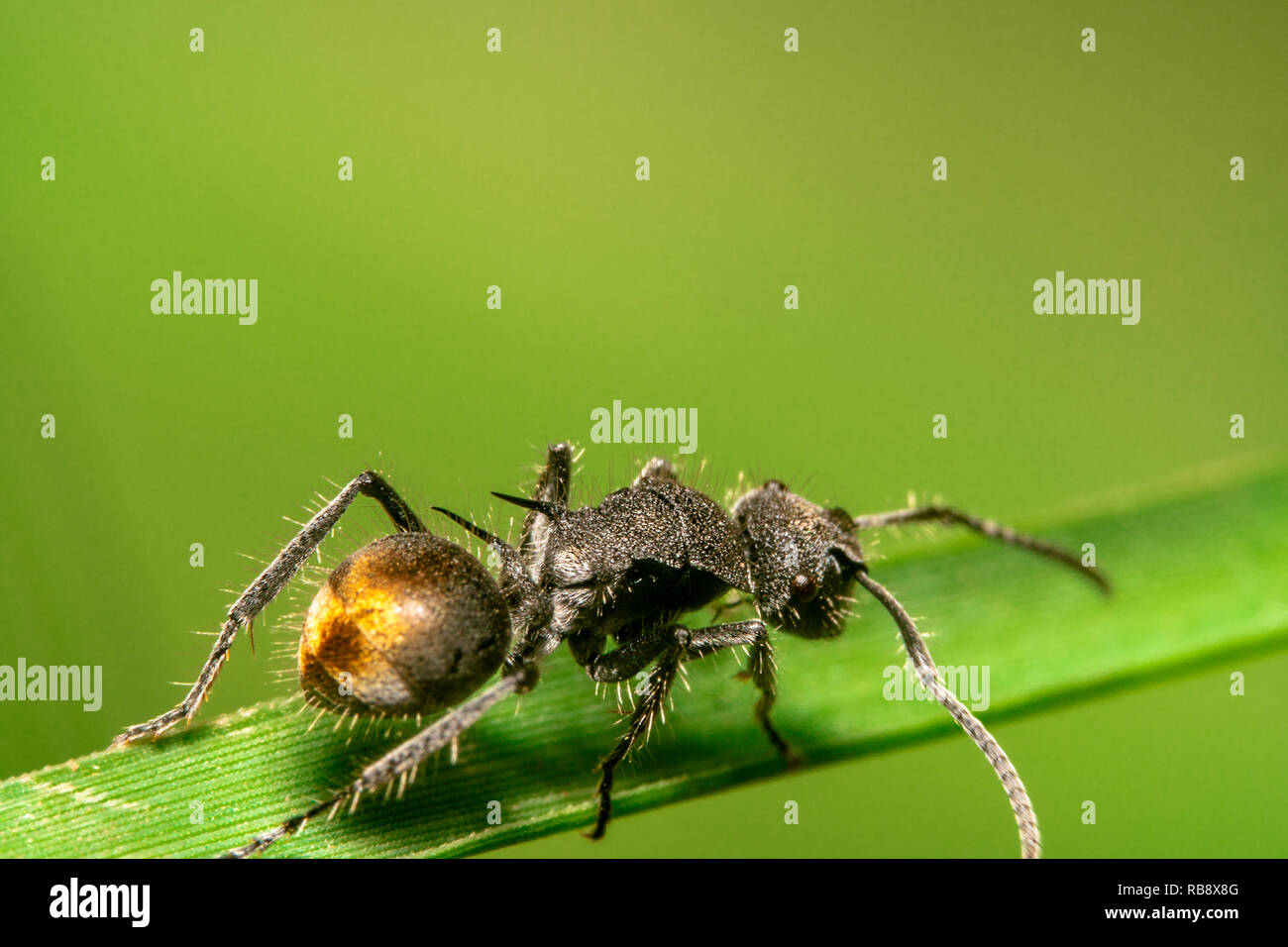 Golden zucchero di coda ant, nome scientifico Camponotus aeneopilosus foto presa dal retro Foto Stock