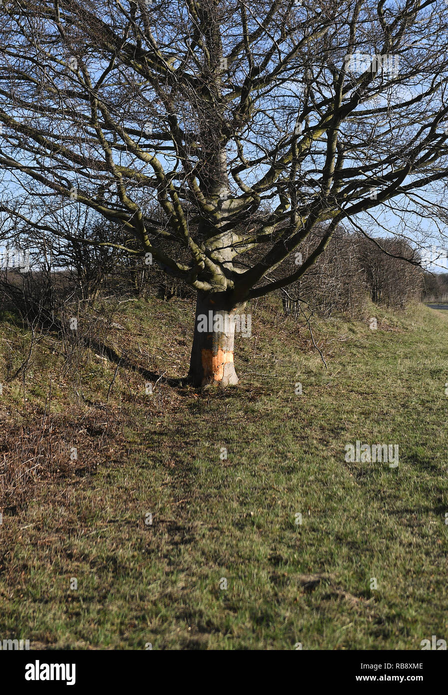 La scena sulla A1303 vicino Bottisham in Cambridgeshire dove un rosso Mazda 3 pilotato da calcio giovanile e scout Michael "Kit" Carson entra in collisione con un albero di ieri mattina, uccidendo il 75 anno di età. Foto Stock