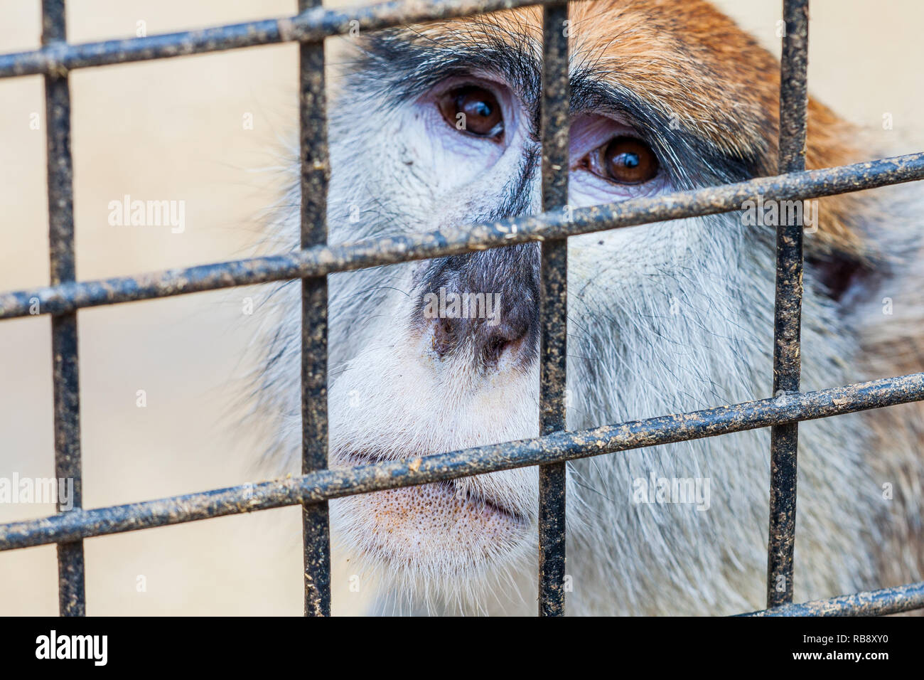 Un ritratto di un triste captive monkey cercando yearningly approfondita gabbia metallica Foto Stock