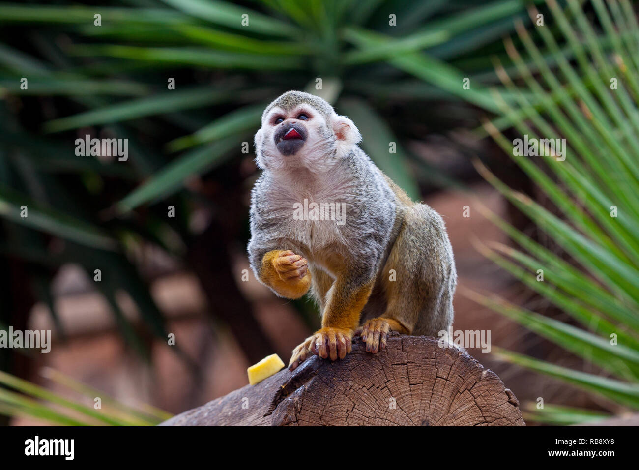 Una bella fotografia di un comune Scimmia di scoiattolo (Saimiri sciureus) mangiare un frutto di uve Foto Stock