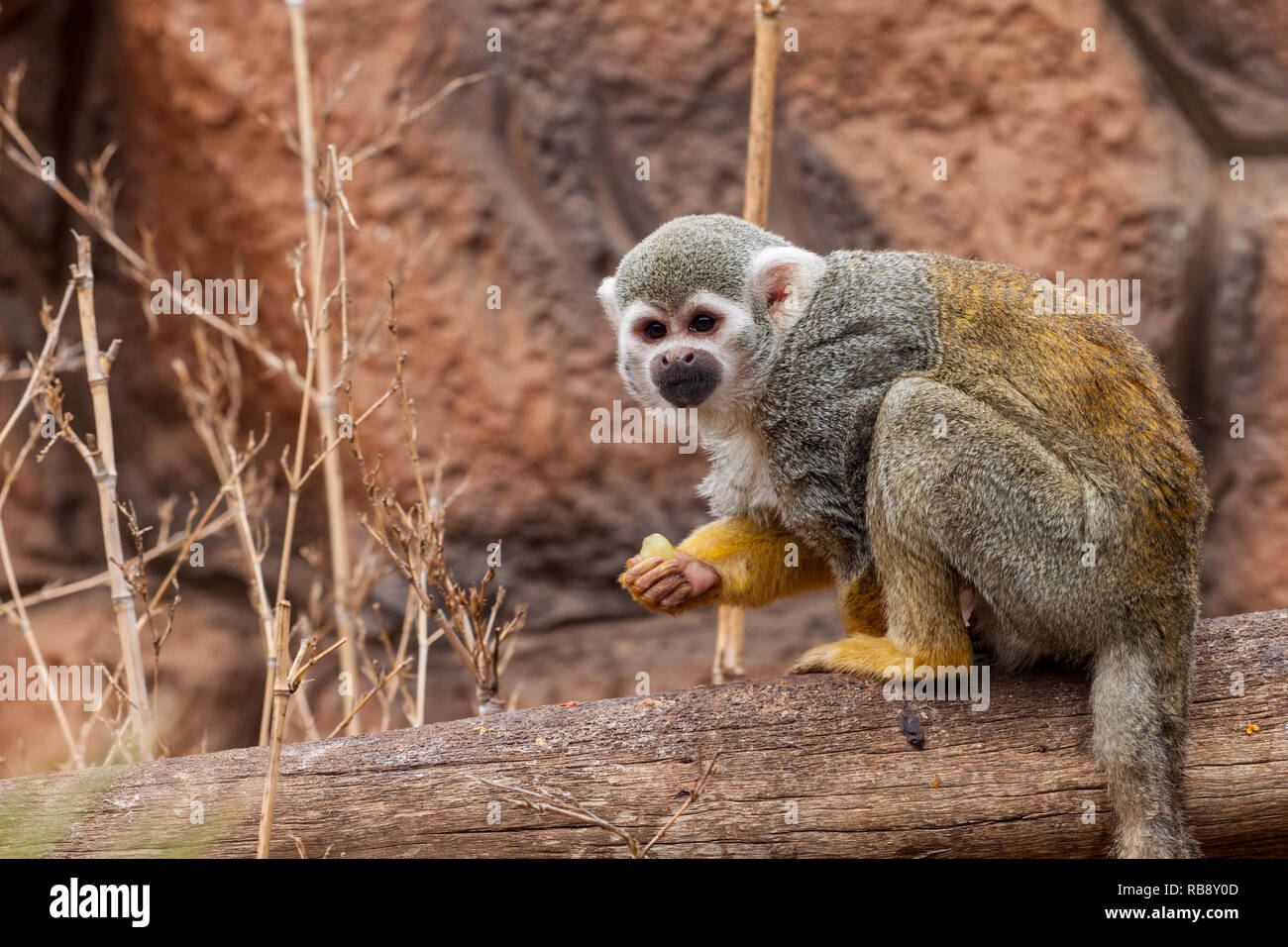 Una bella fotografia di un comune Scimmia di scoiattolo (Saimiri sciureus) mangiare un frutto di uve Foto Stock