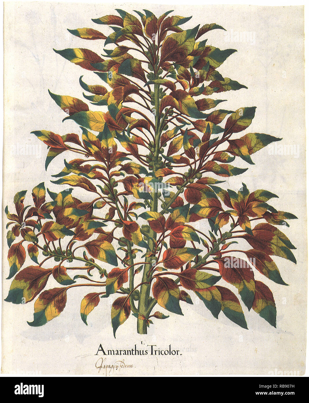 Amaranthus tricolore Foto Stock