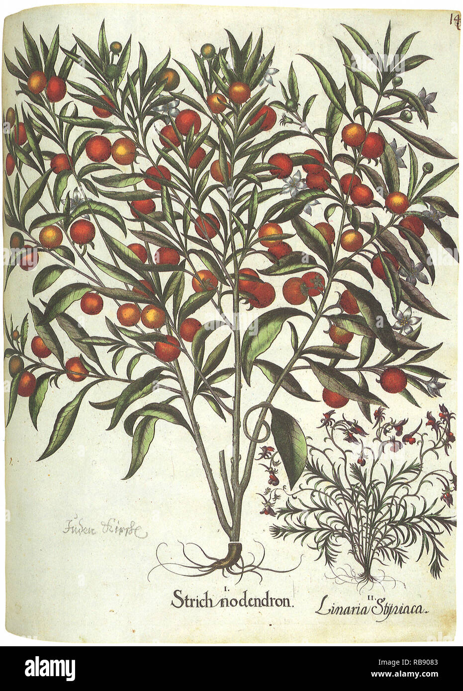 Frutta e fiori Foto Stock