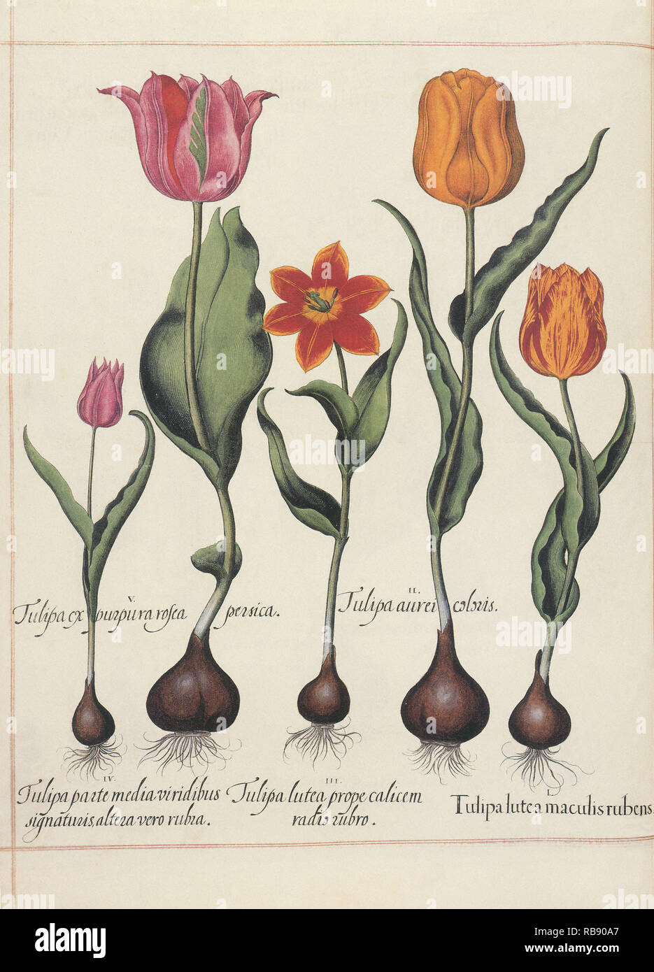 Tulipani variopinti Foto Stock