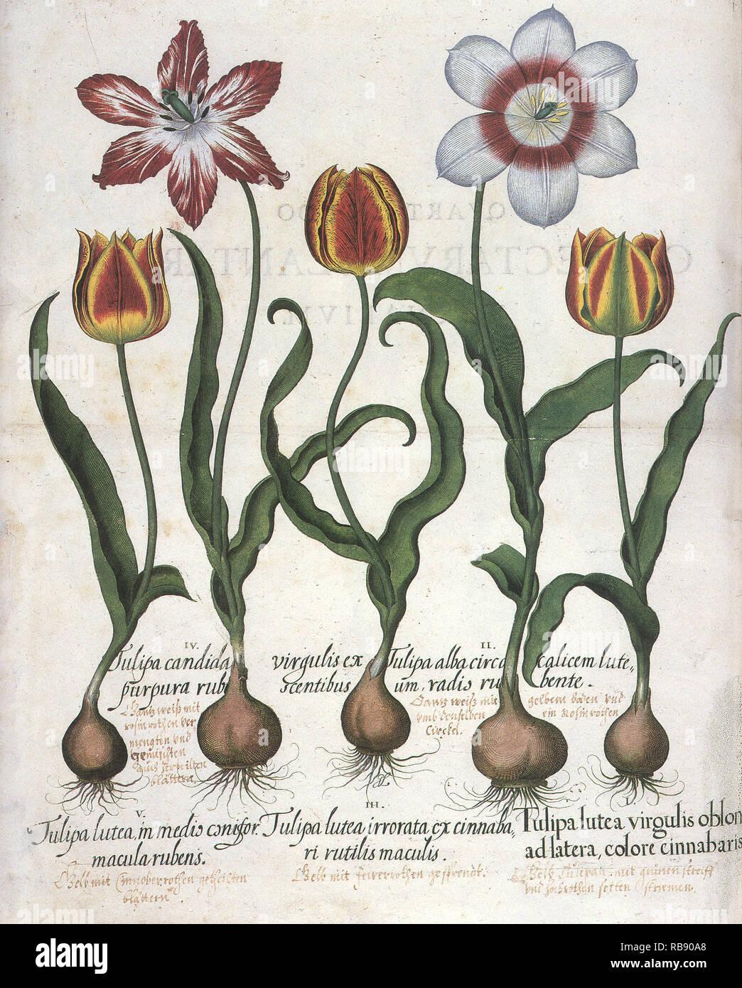Cinque Tulip prodotti botanici Foto Stock