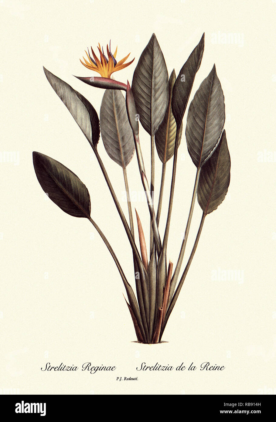 Strelitzia Reginae, strelitzie de la Reine Foto Stock