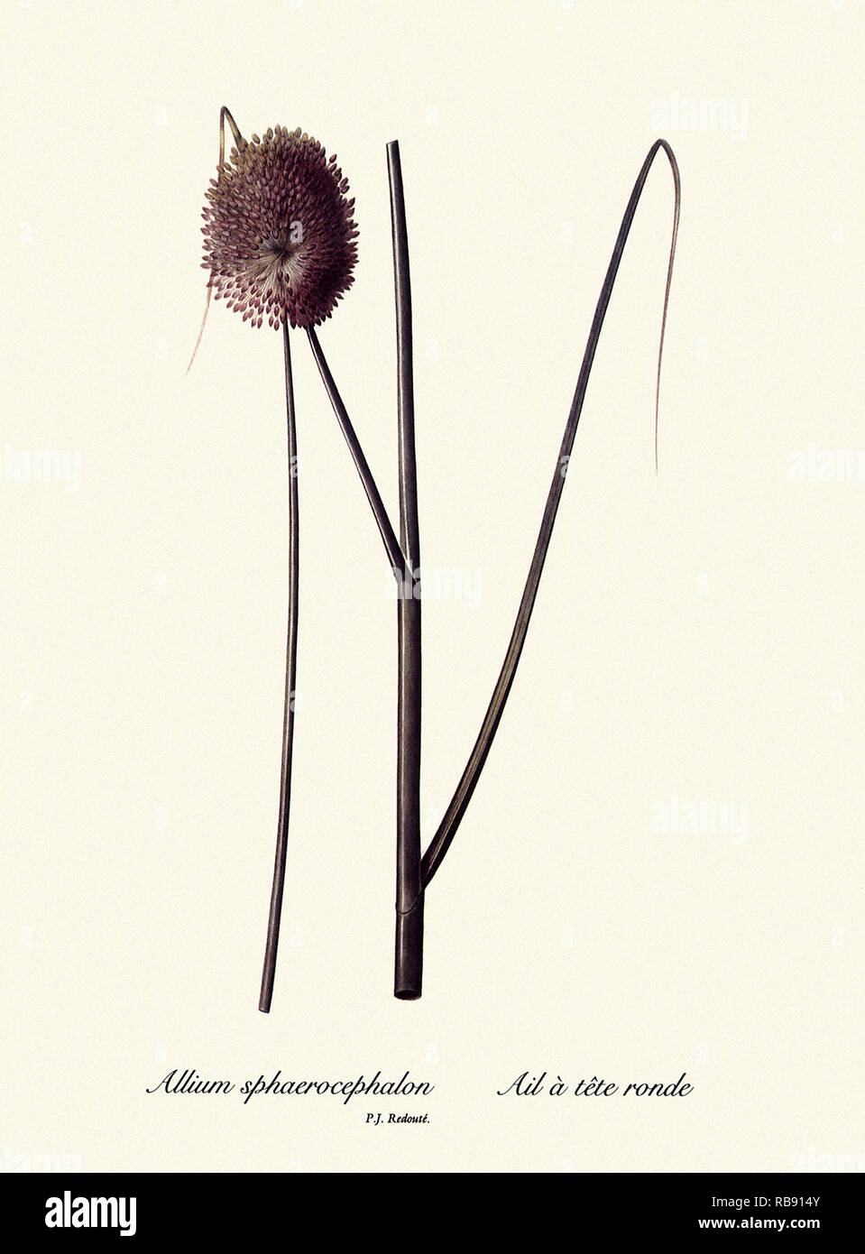 Allium sphaerocephalon, Ail à tête ronde Foto Stock