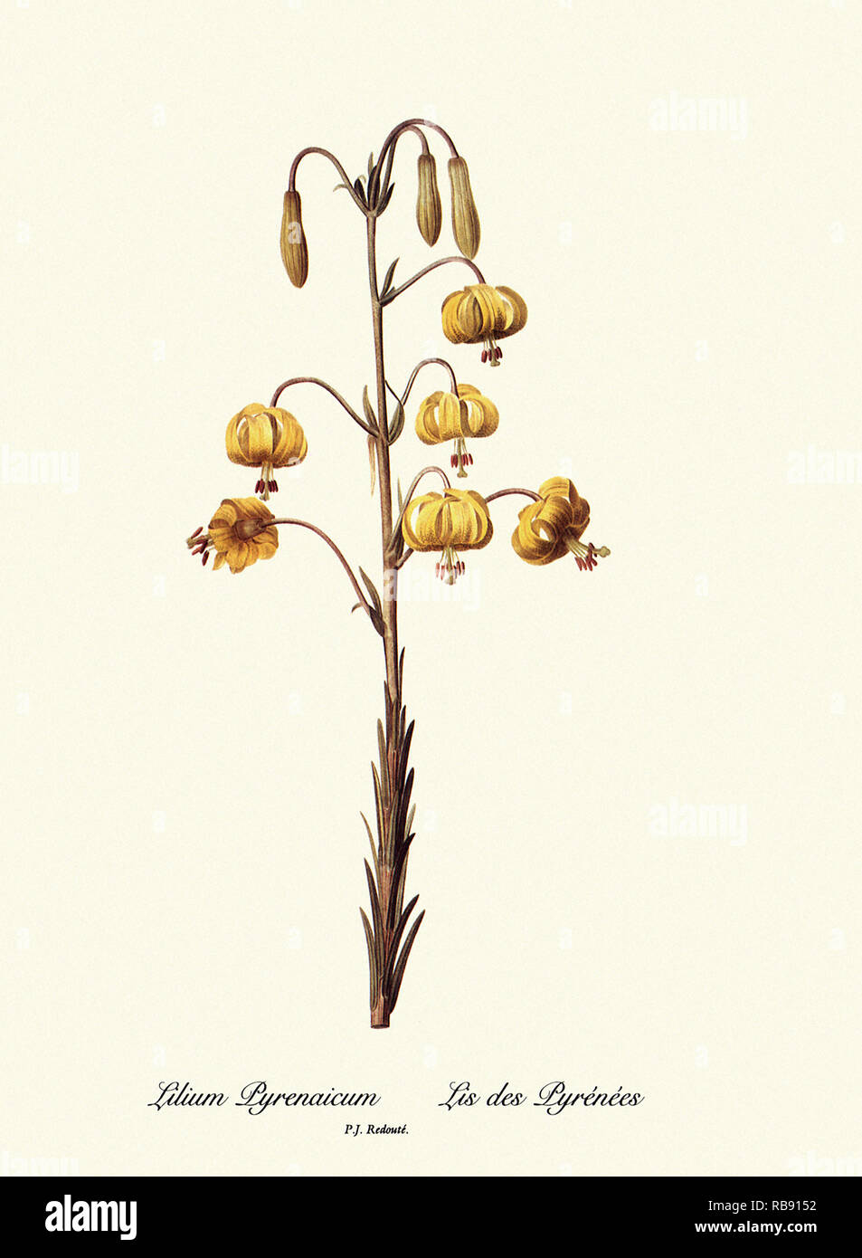 Il Lilium Pyrenaicum, Lis des Pyrénées Foto Stock