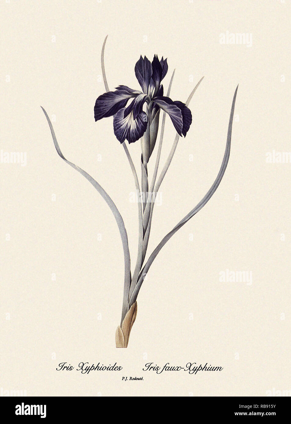 Iris Xyphioides, Iris faux-Xyphium Foto Stock