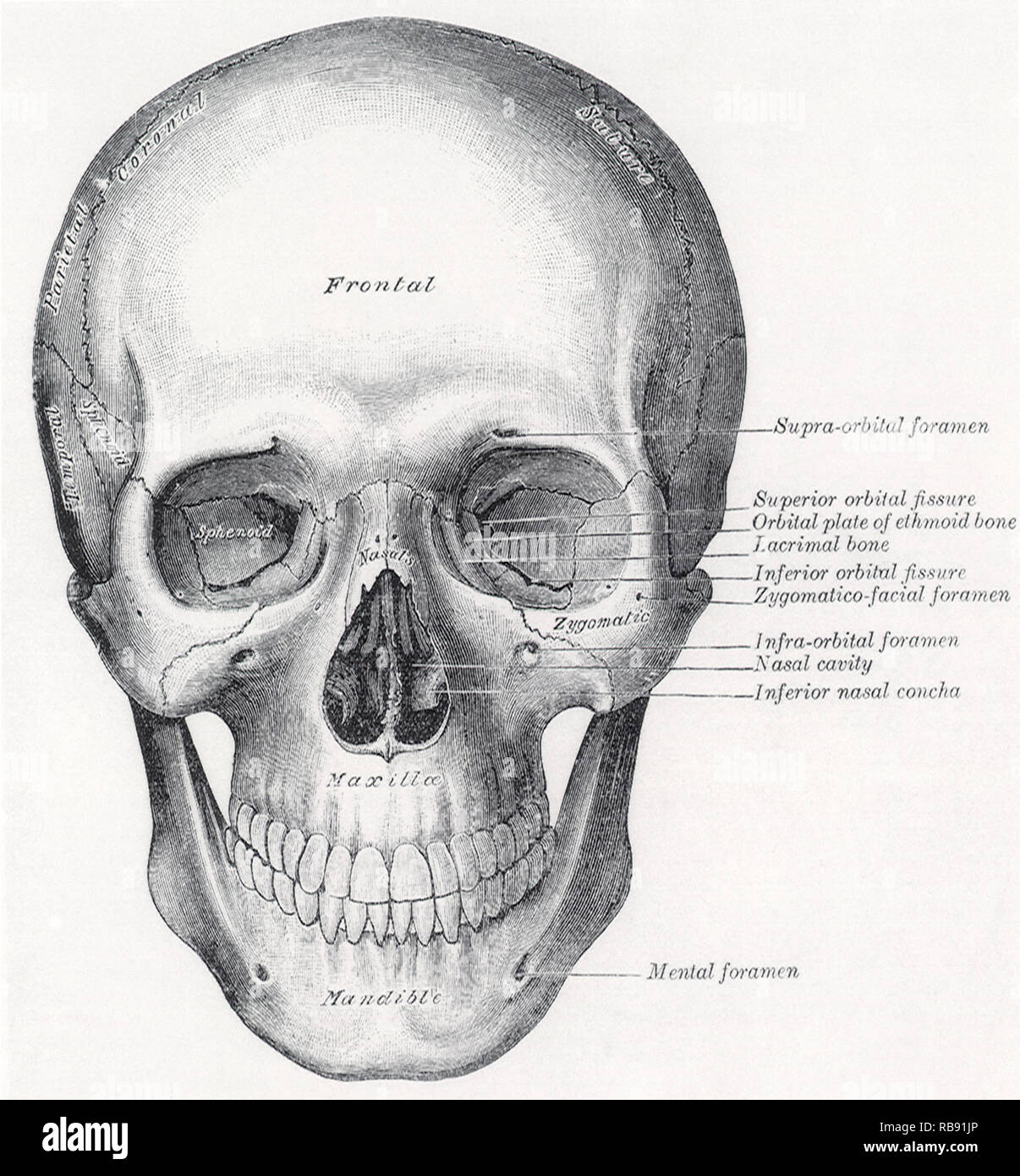 Cranio umano Foto Stock
