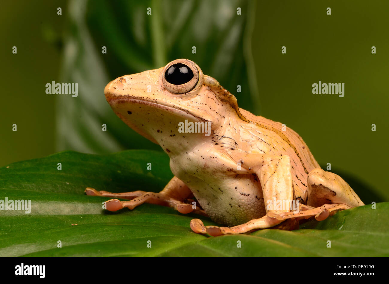 Borneo Eared Rana - Adulti (Polypedates otilophus) Foto Stock